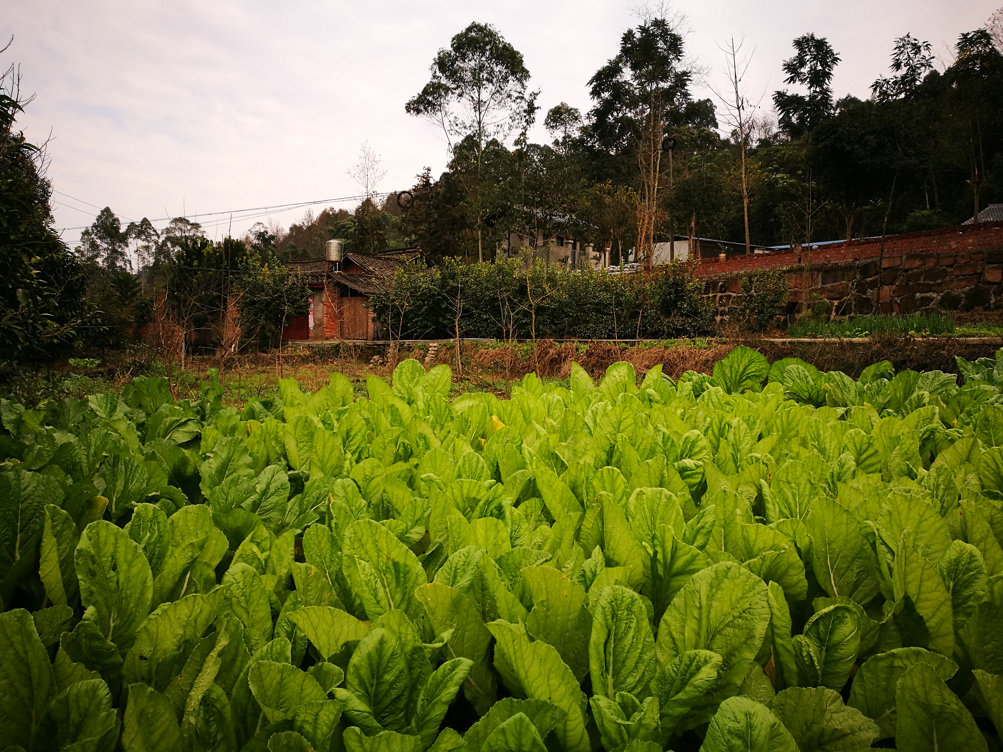 【飲飲食食】中韓泡菜之爭與眉山蘇東坡