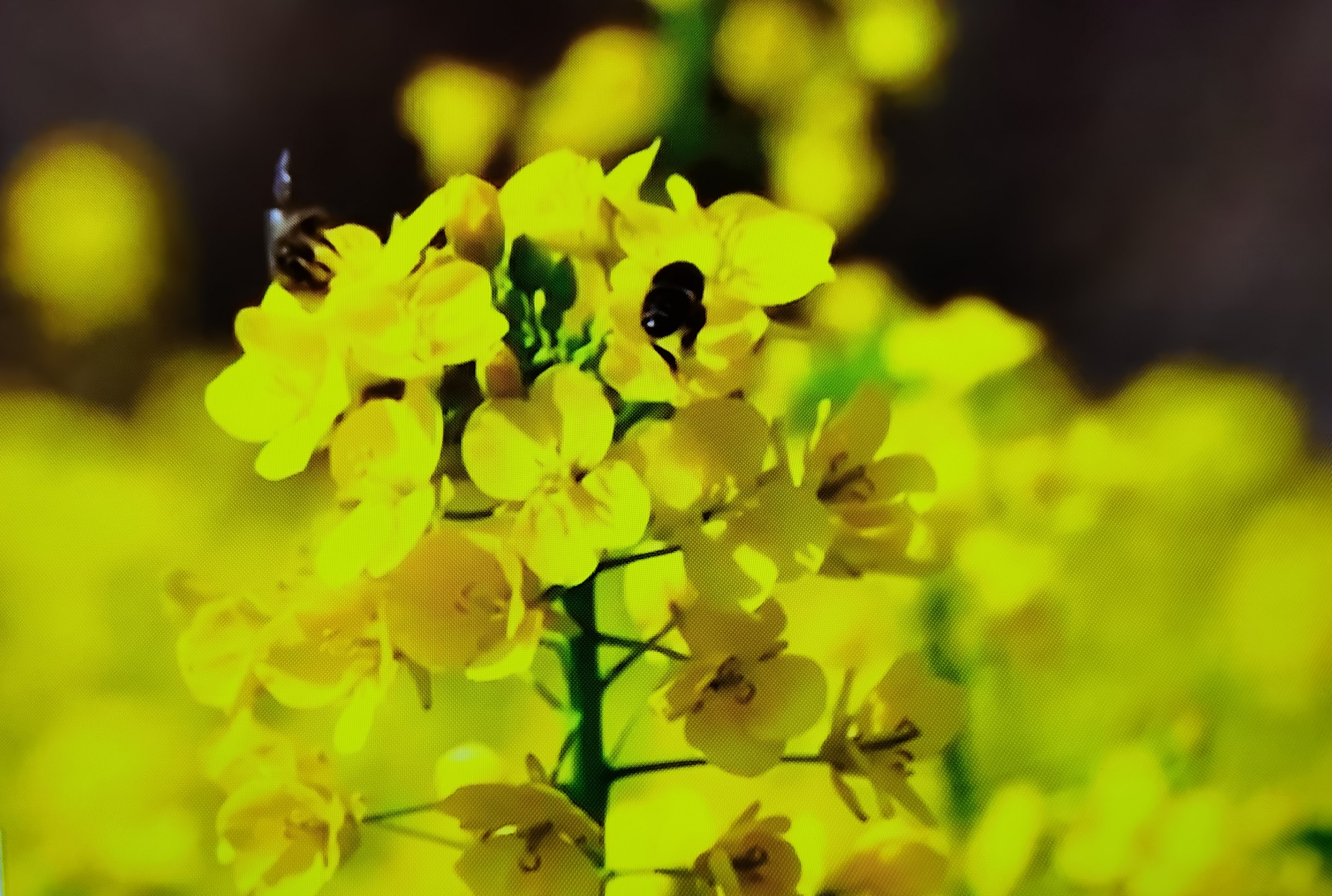 【廿四節氣】驚蟄的「驚」源於漢朝第6位皇帝，而非打雷