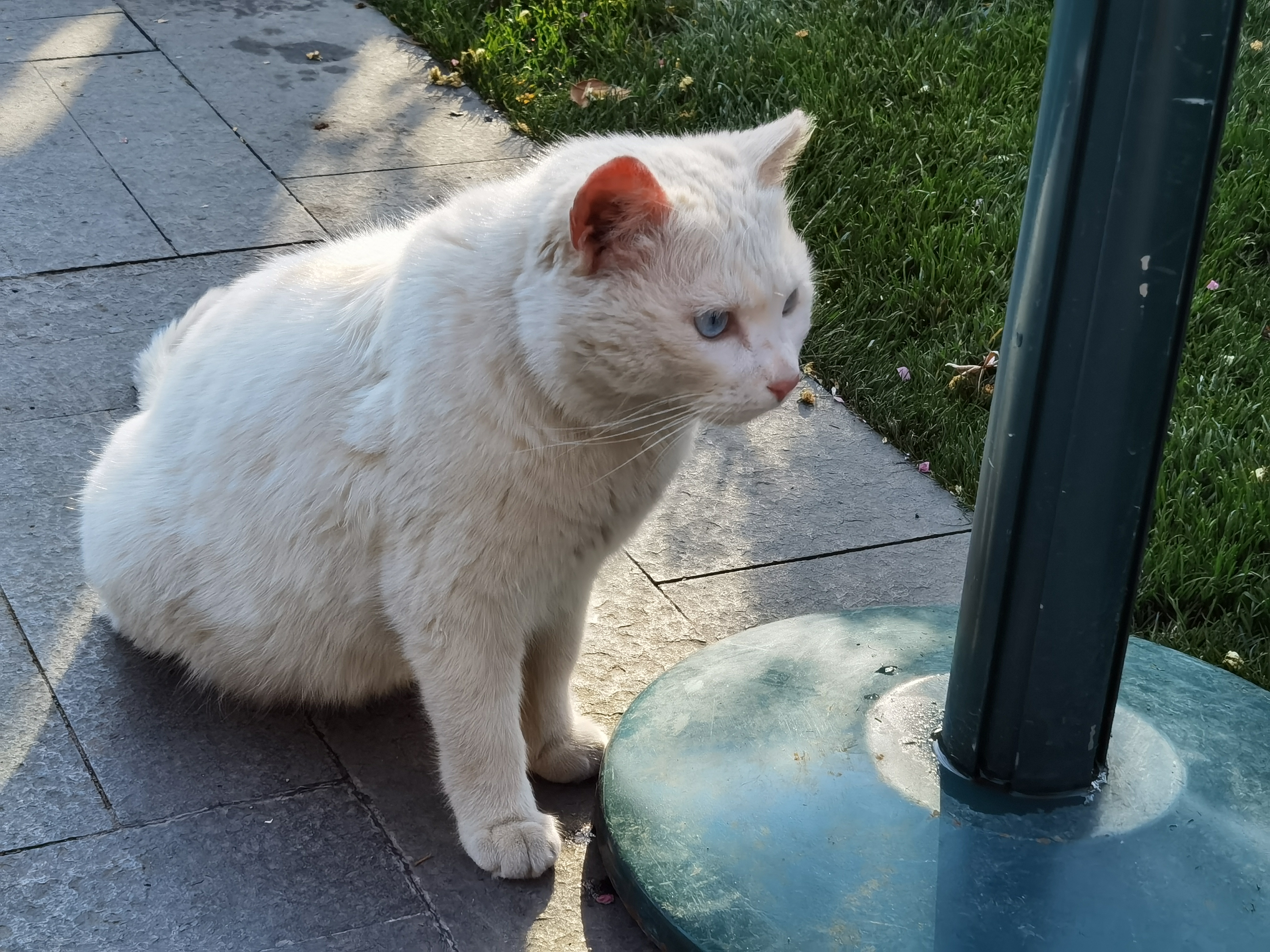 【冷知識】若說貓因為遲到沒進十二生肖，究竟牠遲了多久？