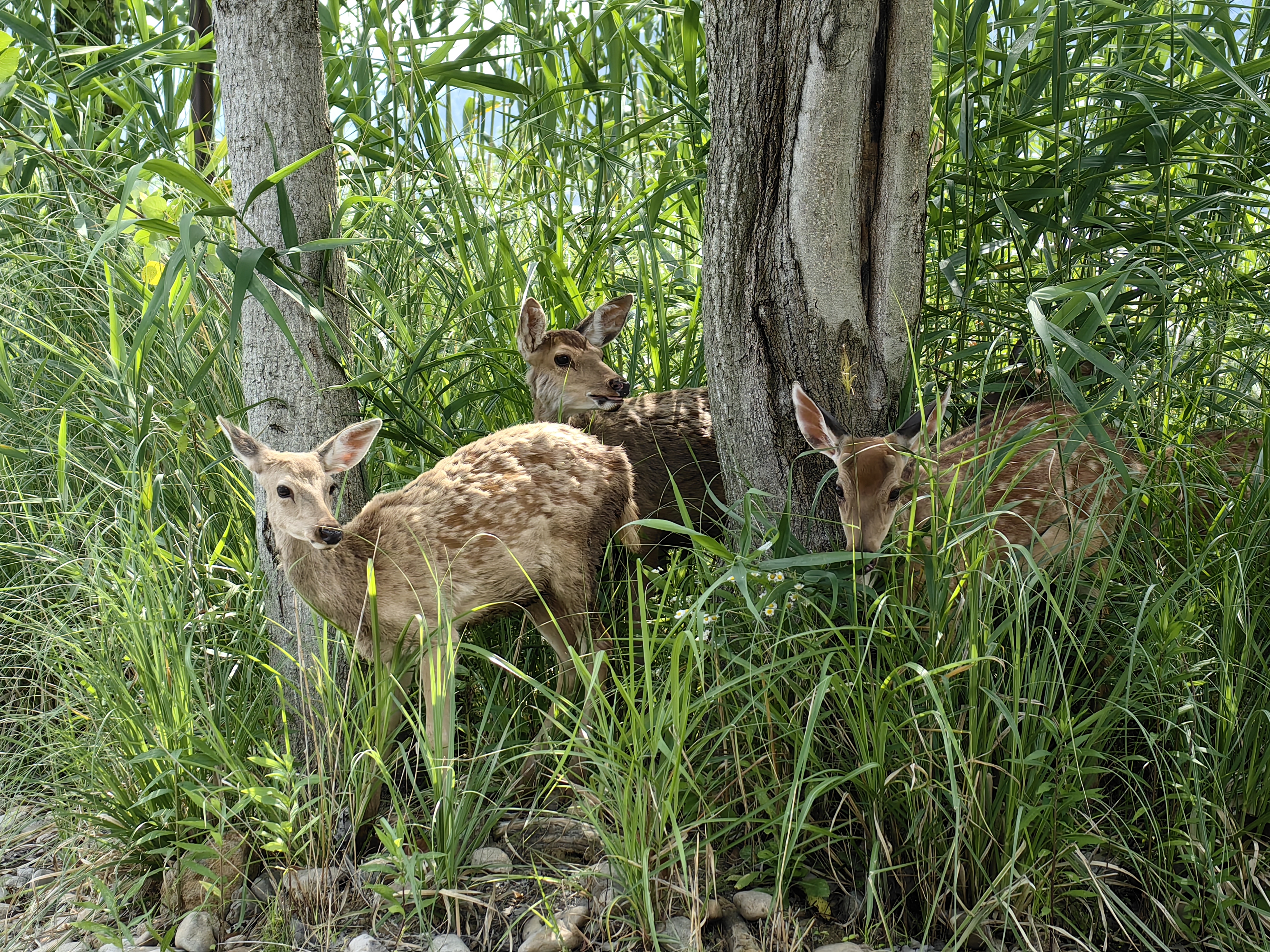 【問心】如果可以，您最想把哪種「獸」加入鬥獸棋？